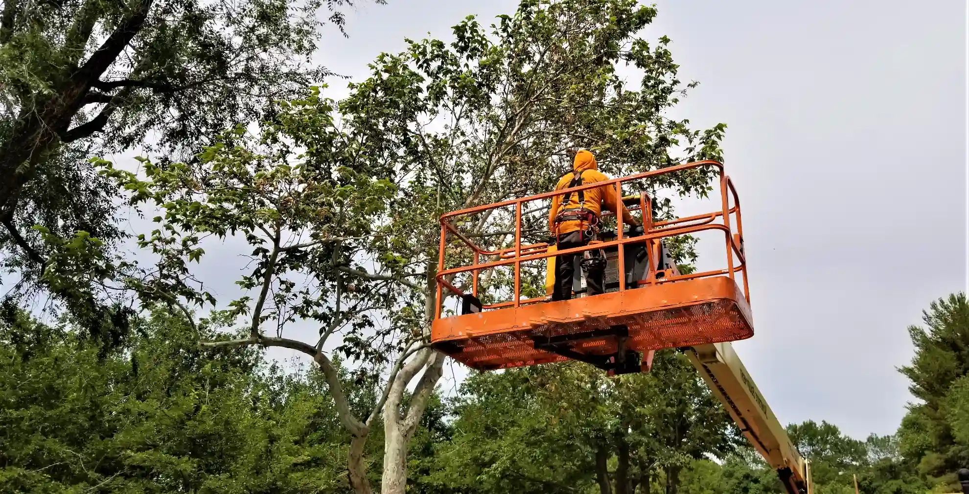 Amorales Landscaping serving Madison Connecticut