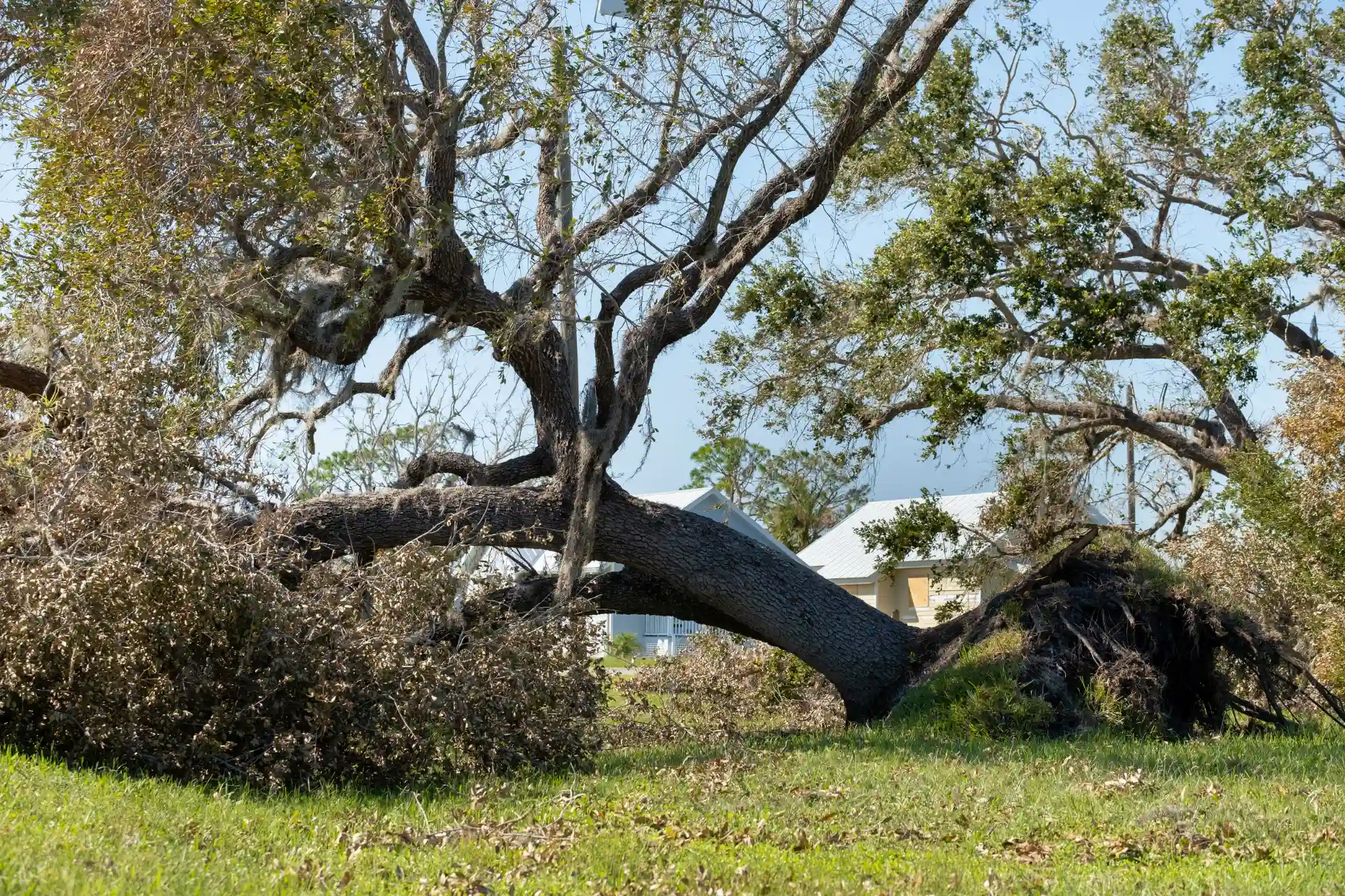 emergency tree services work in Guilford by Amorales Landscaping - photo 1