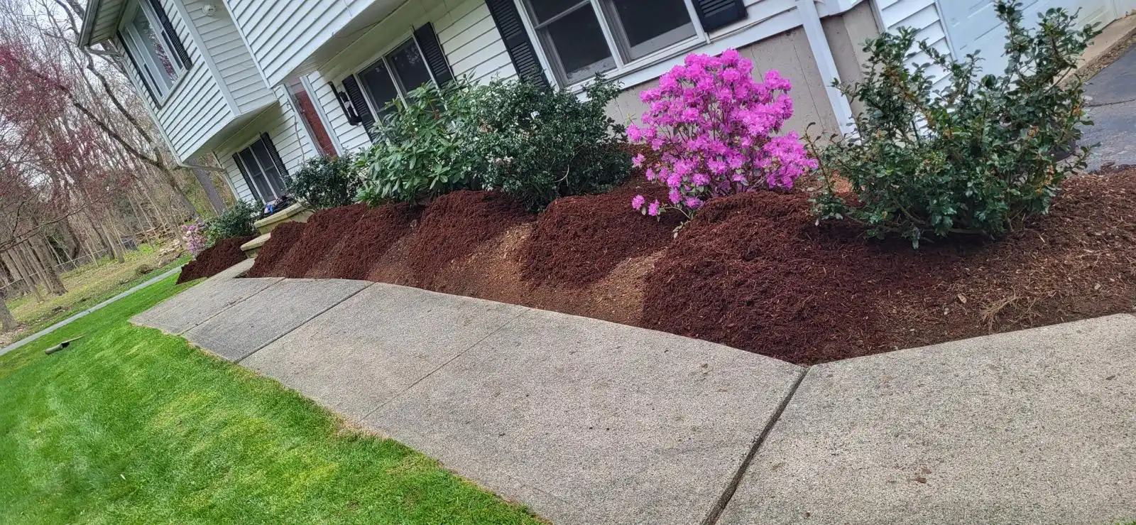 Comparison of sod installation and seed germination on a Connecticut lawn