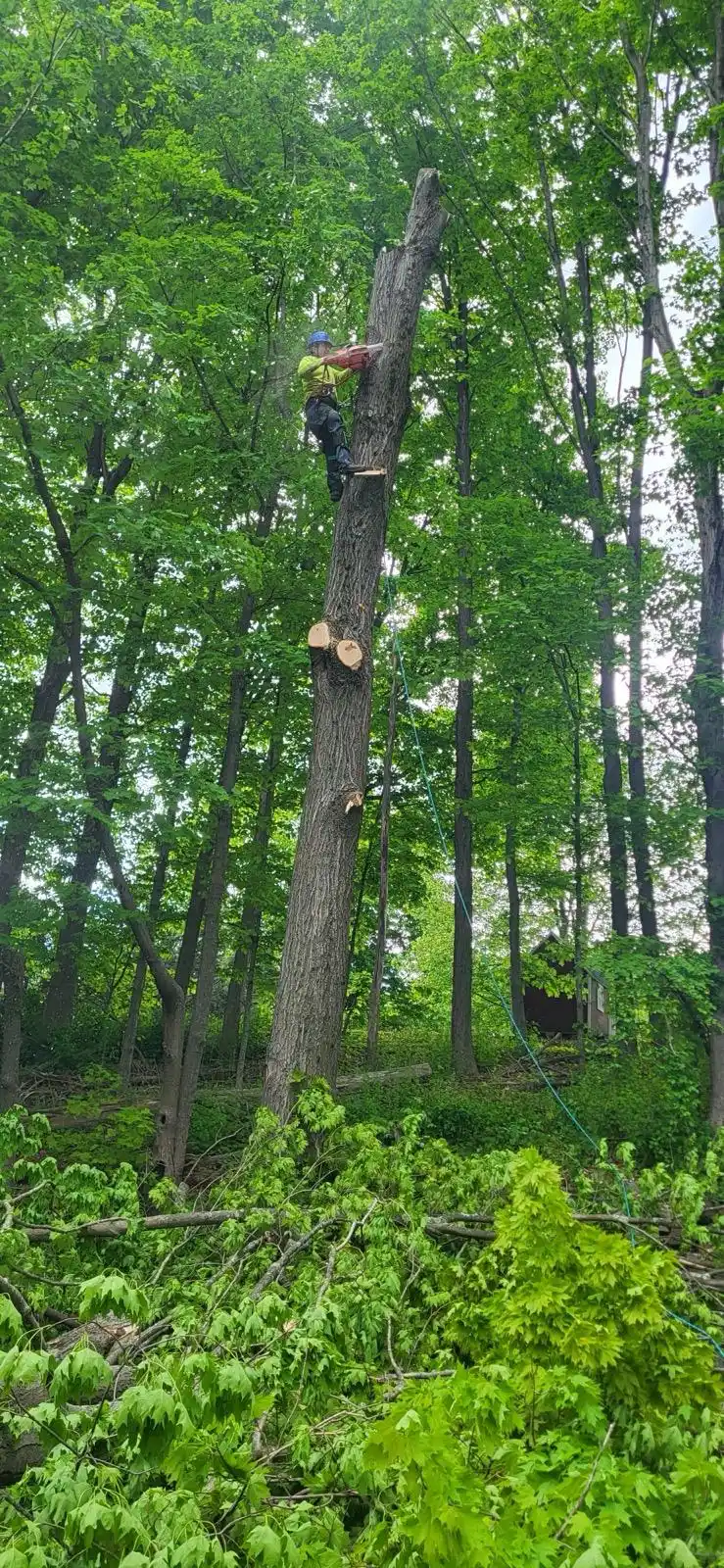 Amorales Landscaping serving Woodbridge Connecticut