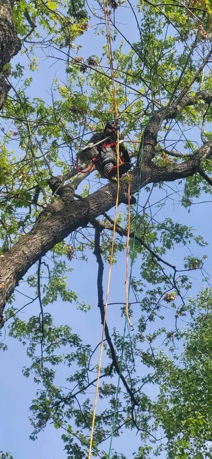 Large tree being assessed for removal in Connecticut