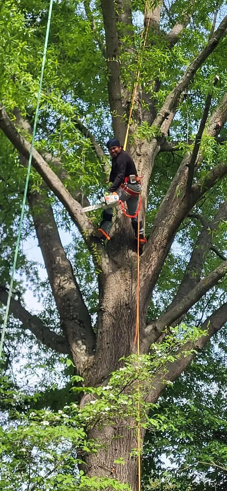 Tree removal crew taking down a large tree in sections in Connecticut