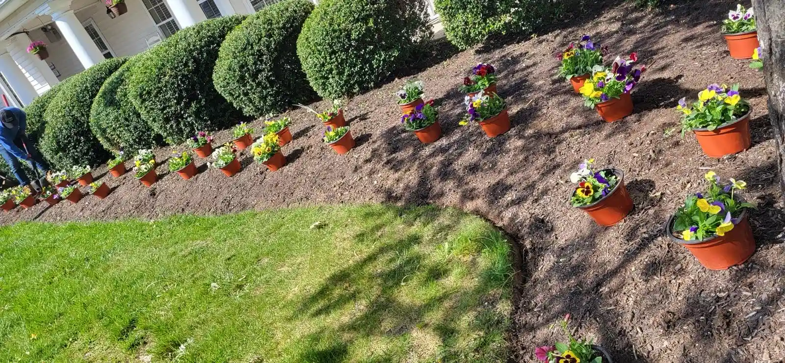 Fresh grass growing after lawn seeding in Connecticut