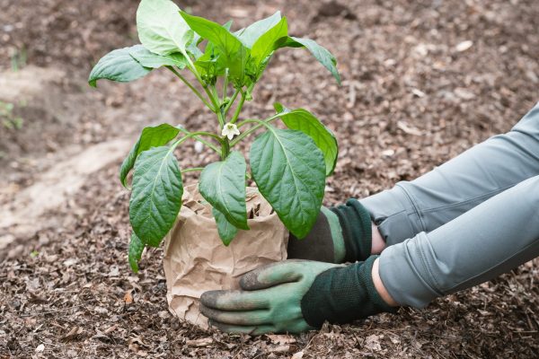 Gardener's hands holding a belle pepper seedling